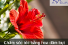Chăm sóc tóc bằng hoa dâm bụt