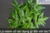 Lá neem có tác dụng gì đối với tóc?