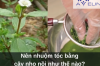Nên nhuộm tóc bằng cây nhọ nồi như thế nào? 