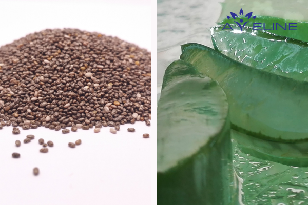 Hạt chia và gel nha đam