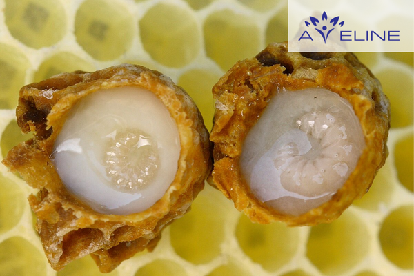 Bôi sữa ong chúa